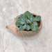 Premium baby hedgehog ceramic planter ideal for succulents and air plants