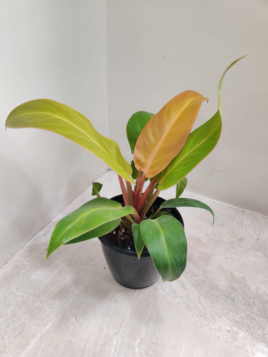 philodendron sunshine Buy Philodendron Sunshine Online India at Lowest Price – ChhajedGarden.com
