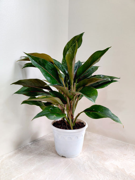 white lipstick aglaonema Buy Aglaonema Green Lipstick Plant Online