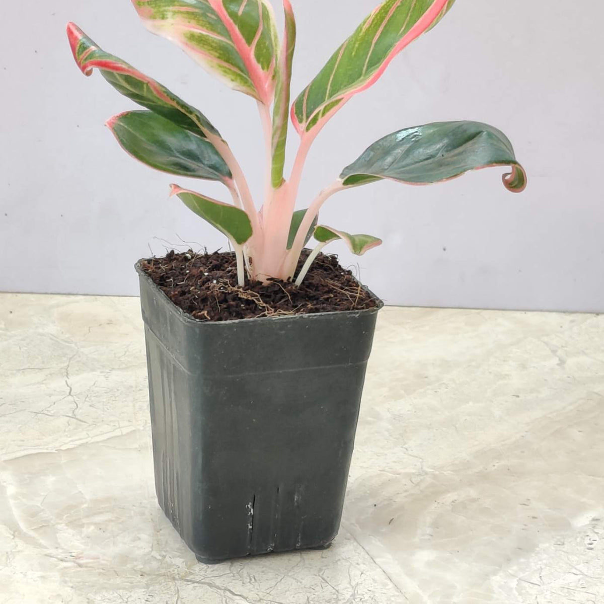 Aglaonema Lotus Delight Plant – ChhajedGarden.com