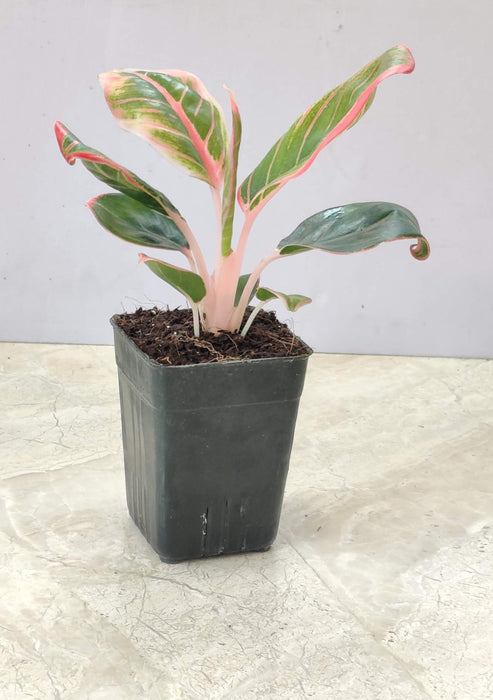 Aglaonema Lotus Delight indoor plant 
