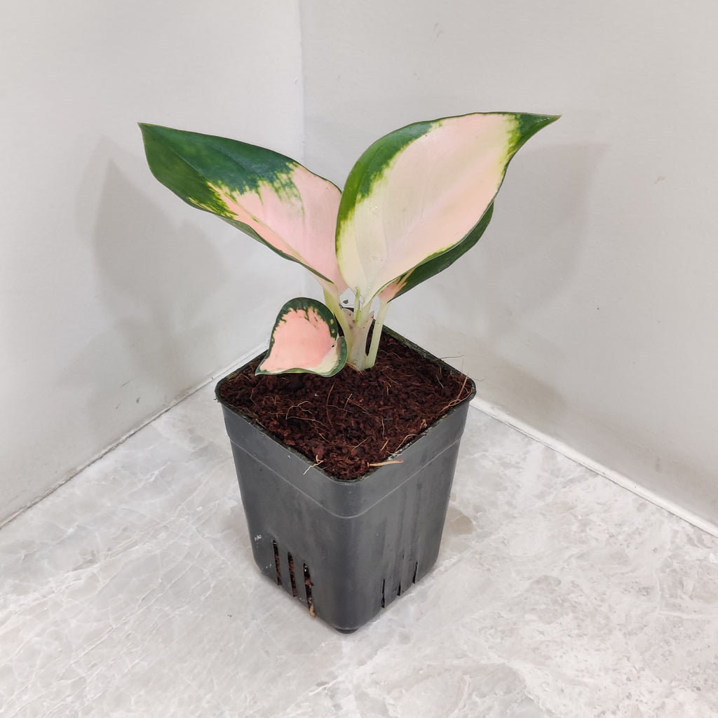 aglaonema pink cochin price Aglaonema Thai Peach: Buy Plant Online In India