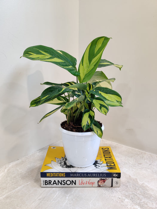 Easy-care indoor Calathea plant with golden patterns