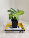 Indoor Air Purifying Network Calathea Plant