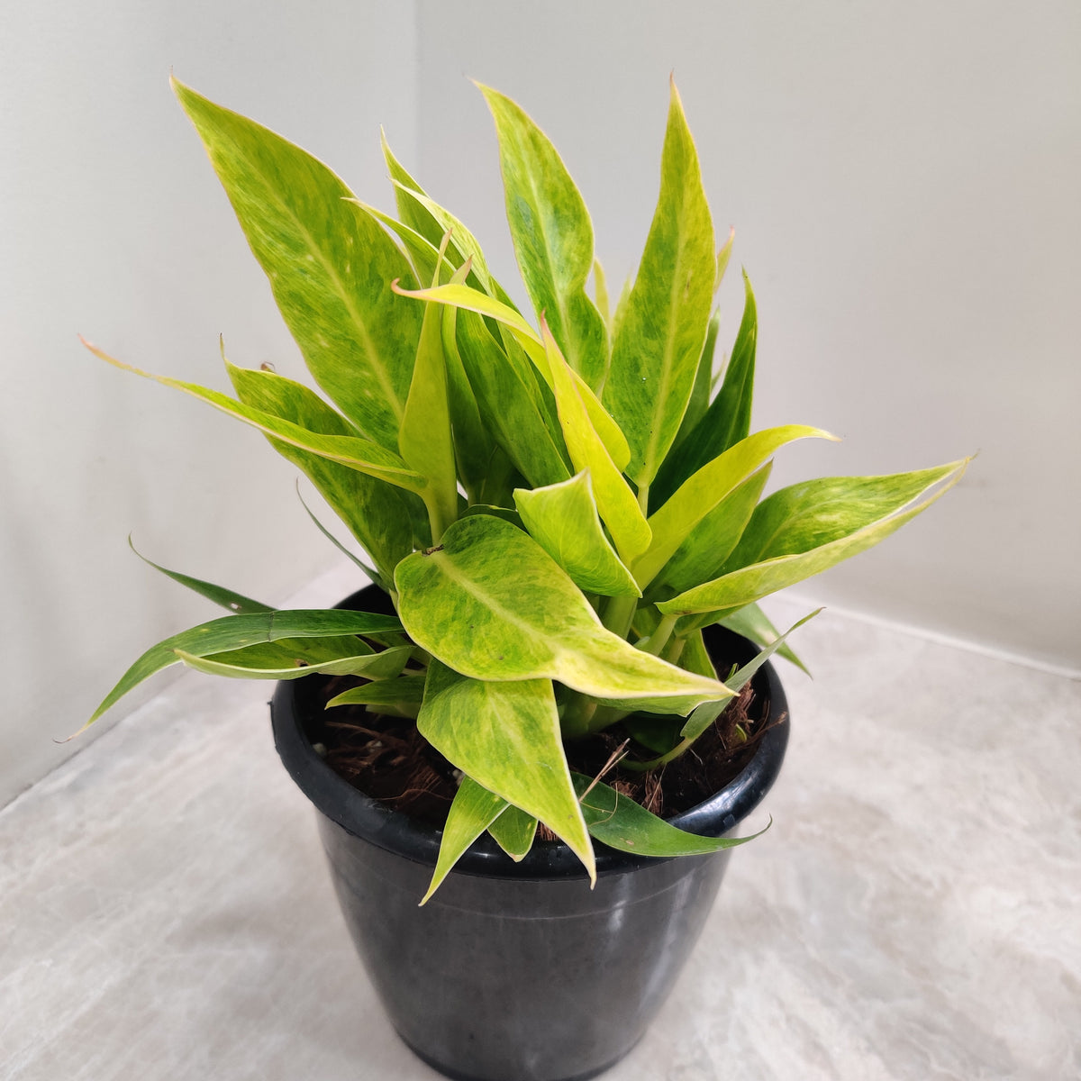 Philodendron Calkins Gold Plant – ChhajedGarden.com