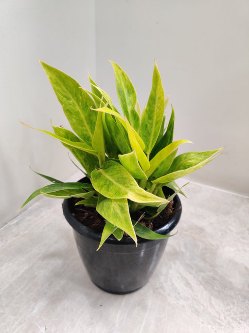 philodendron calkins Philodendron Calkins Gold Plant – ChhajedGarden.com