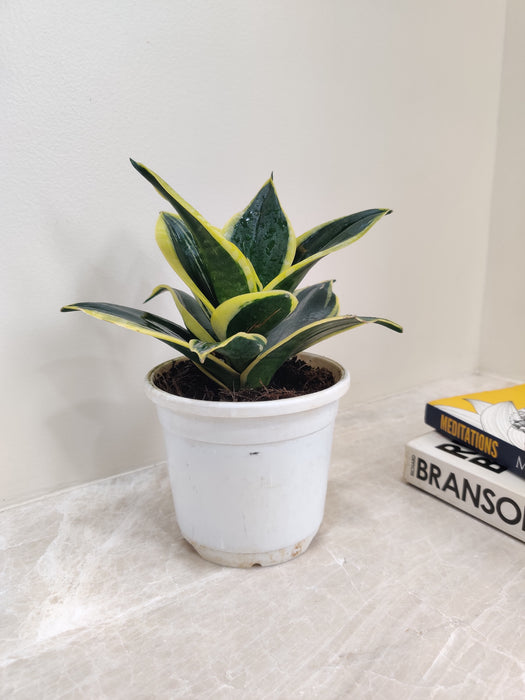 sansevieria hahnii jade marginata Buy Snake Plant Jade Marginata Online India at Low Price – ChhajedGarden.com