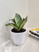 Air purifying Sansevieria for indoor homes