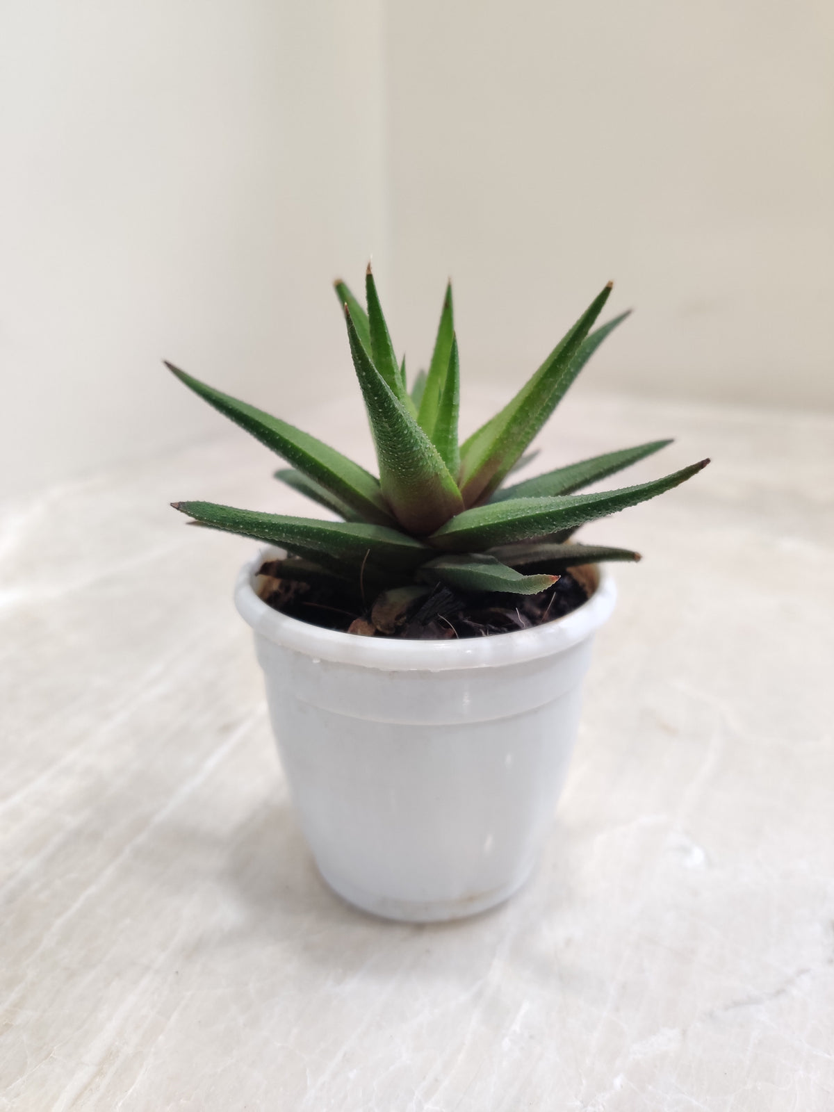 Buy Aloe Black Beauty Succulent Online