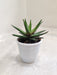 Aloe-Black-Beauty-Succulent-Green-Indoor-Plant