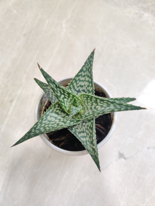 Aloe-Snowflake-Unique-Indoor-Succulent-Collection