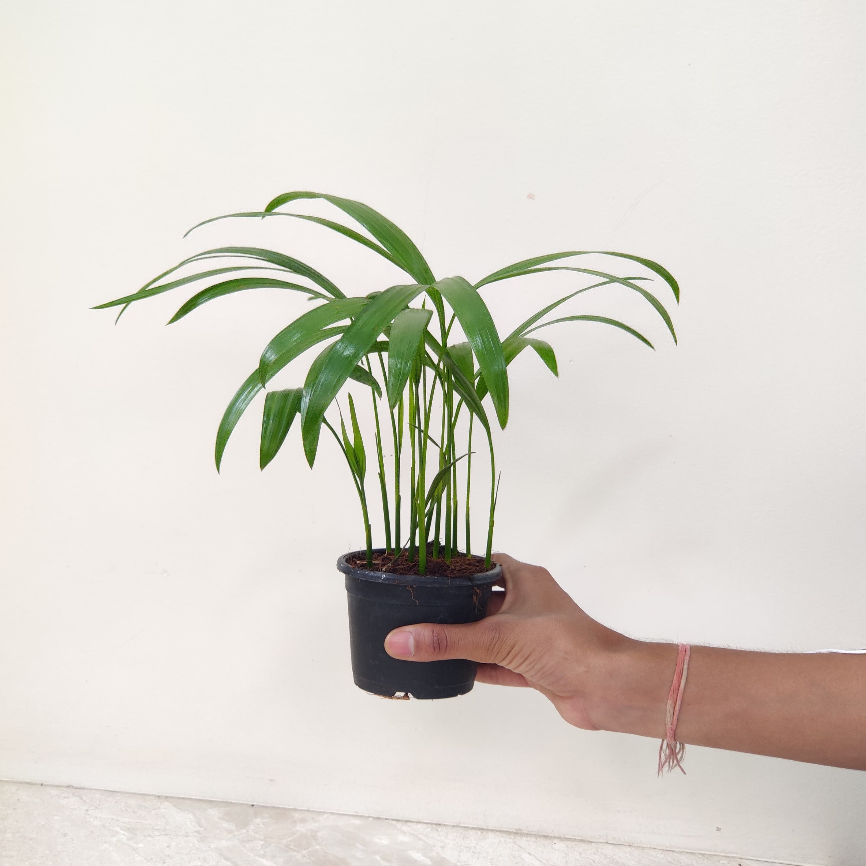 areca palm baby plant Areca Palm Plant