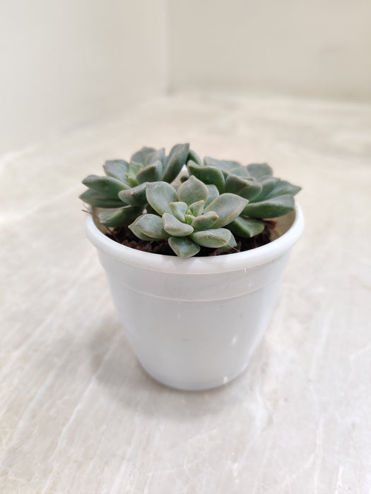 Echeveria-Blue-Prince-Indoor-Succulent-Plant
