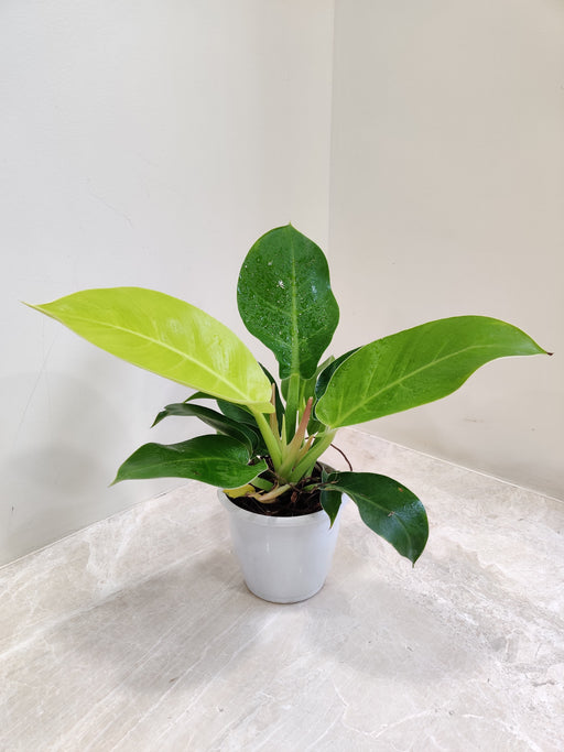 Philodendron Moonshine in White Pot