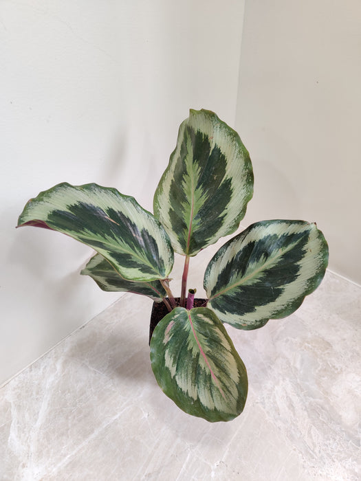 Patterned Calathea Roseopicta indoor view