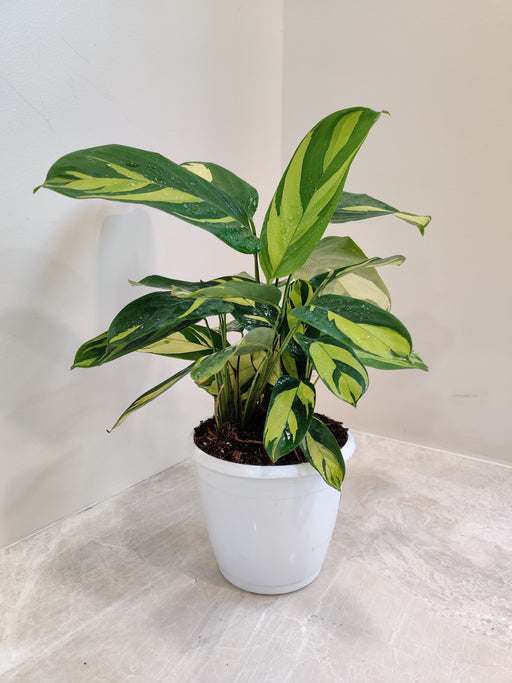 Indoor Calathea Golden Mosaic plant for home