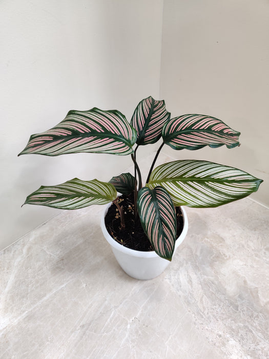 Calathea Majestica, the perfect addition to your indoor plant collection