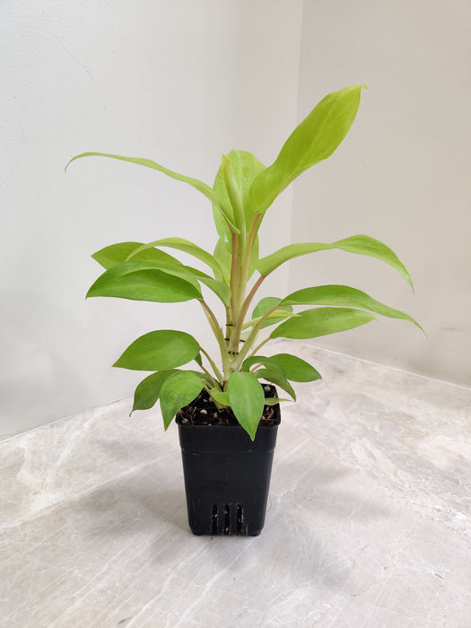 Fresh Green Philodendron Ceylon Plant