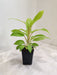 Fresh Green Philodendron Ceylon Plant