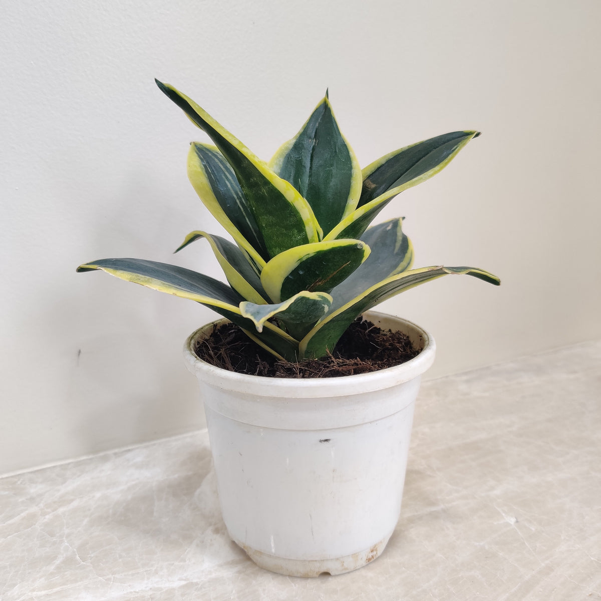 snake plant cost in india Buy Snake Plant Jade Marginata Online India at Low Price – ChhajedGarden.com