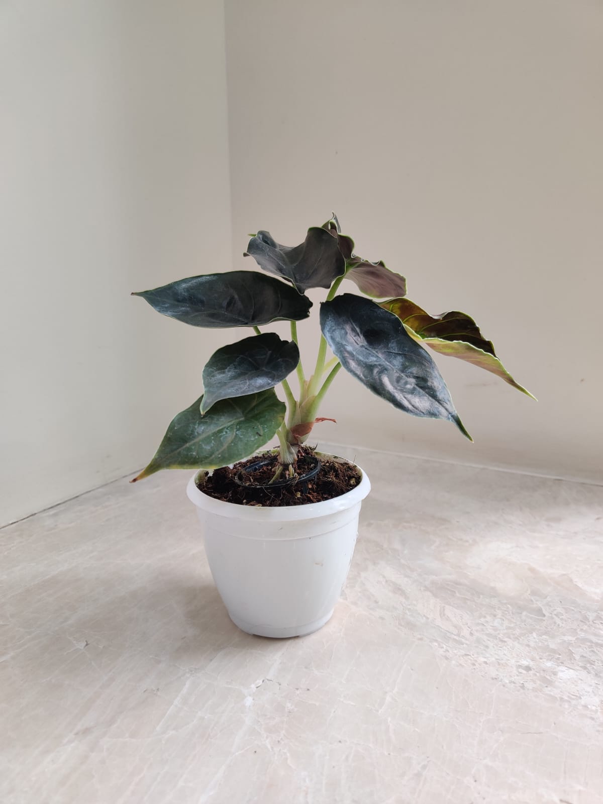 Alocasia Plants