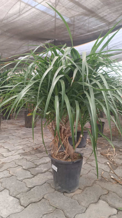 Low maintenance grow bag Dracaena plant for home decor