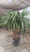 Low maintenance grow bag Dracaena plant for home decor