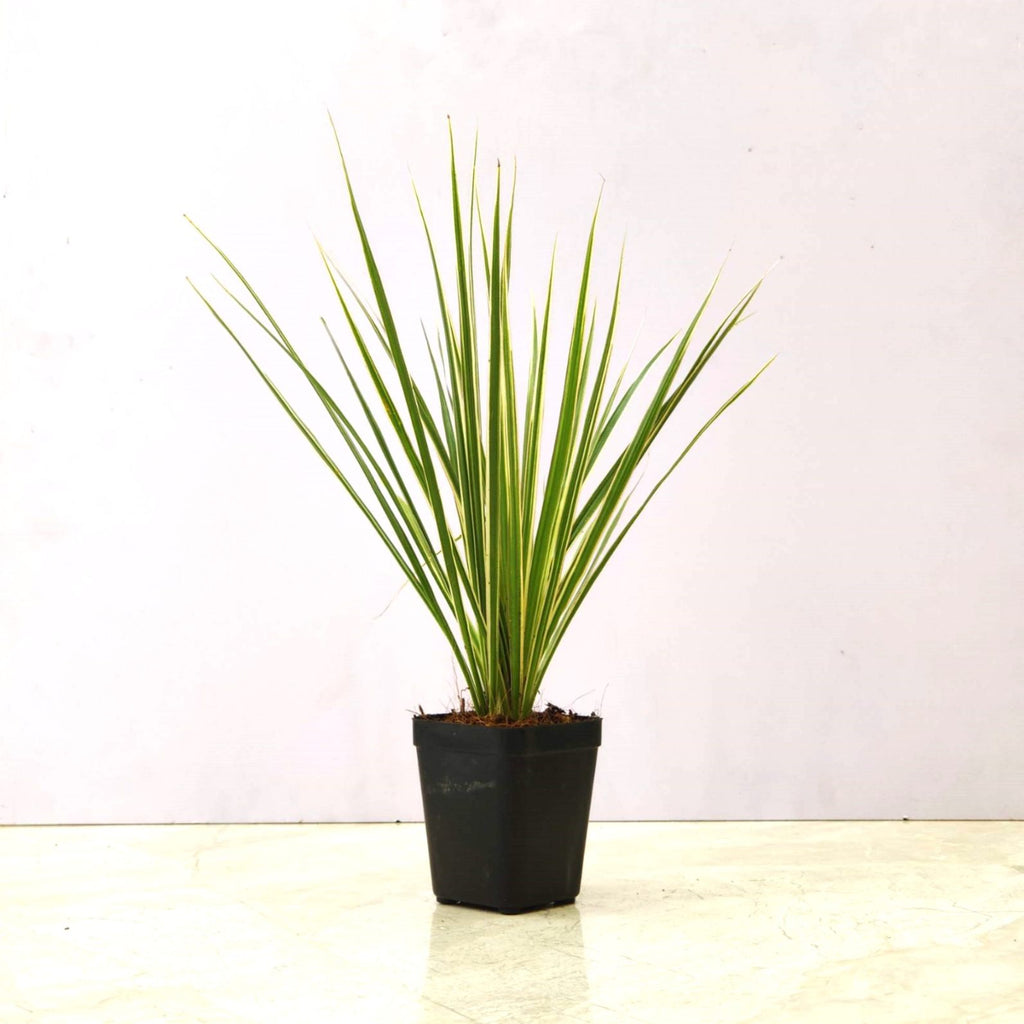 Buy Dracaena Cloroma Green Plant – ChhajedGarden.com