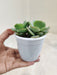Lush-Echeveria-Green-Spoon-indoor-Succulent