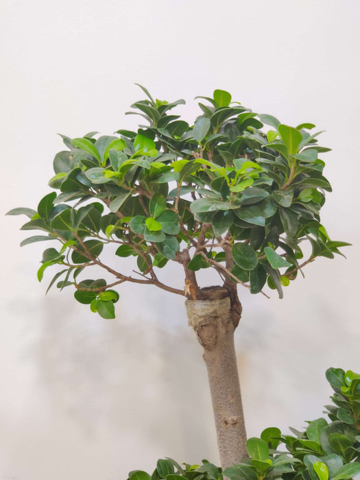 Buy indoor Bonsai Ficus plant online