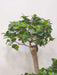 Buy indoor Bonsai Ficus plant online
