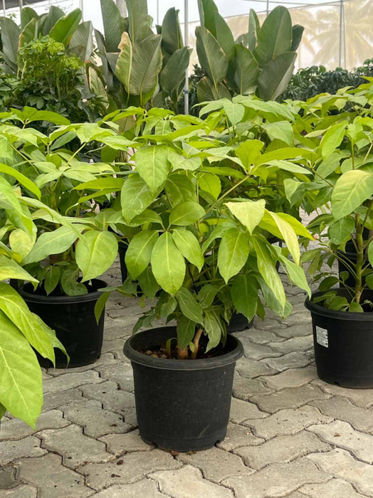Lush green Umbrella plant in tropical garden setting