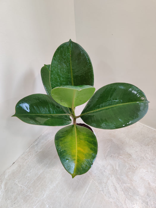 Rubber Leaf Plant in Ivory Planter Indoor Décor