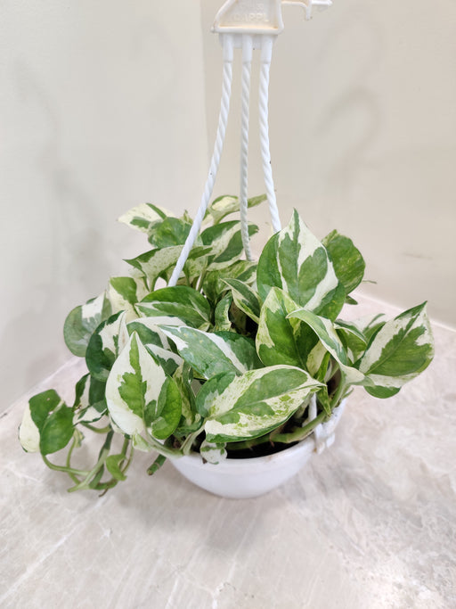 indoor hanging money plant Shop Money Plant N Joy With Hanging Pot Online India – ChhajedGarden.com