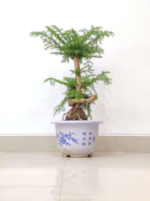 helicopter-style-pine-plant-for-home