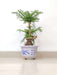 helicopter-style-pine-plant-for-home
