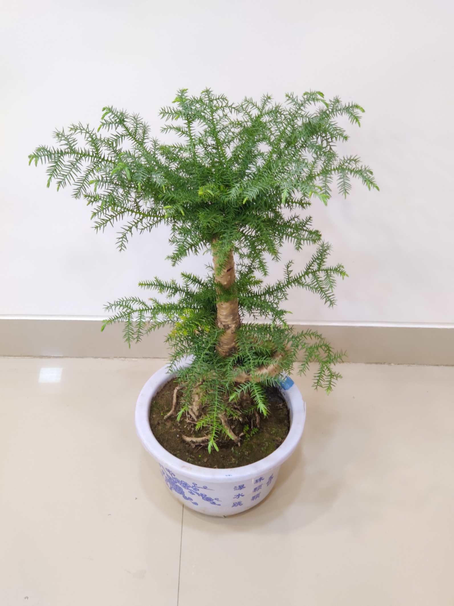 helicopter house plant Araucaria Helicopter Plant