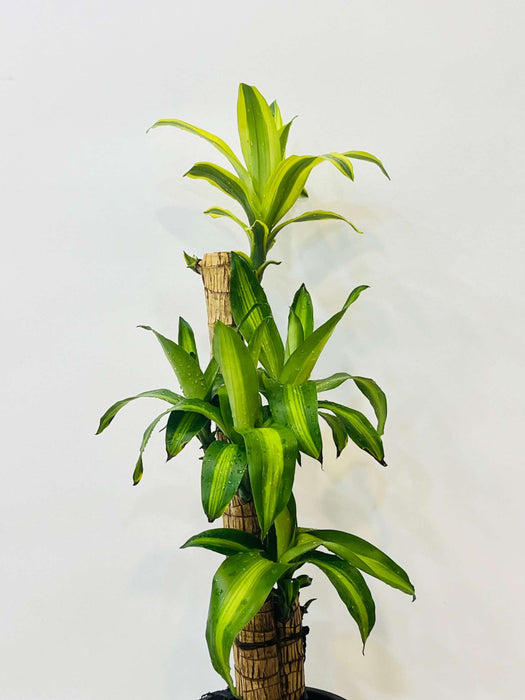 lucky-bamboo-plant-for-home-office-decor