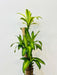 lucky-bamboo-plant-for-home-office-decor