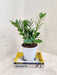 Lush Zamioculcas Indoor Home Office Plant