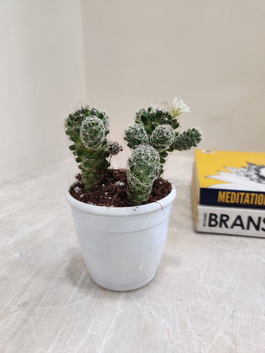 office-friendly-cactus-mammillaria