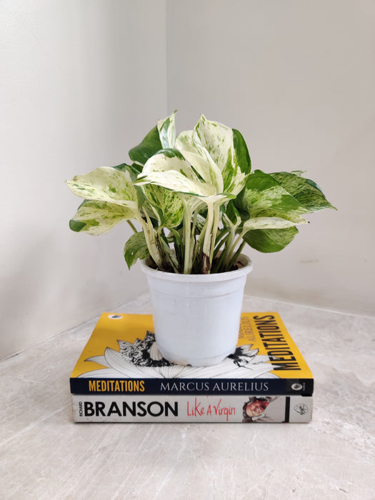 manjula money plant Buy Rare Manjula Queen Money Plant in India Online – ChhajedGarden.com
