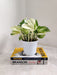 Manjula Pothos Plant Perfect for Home Decor Indoor Plant