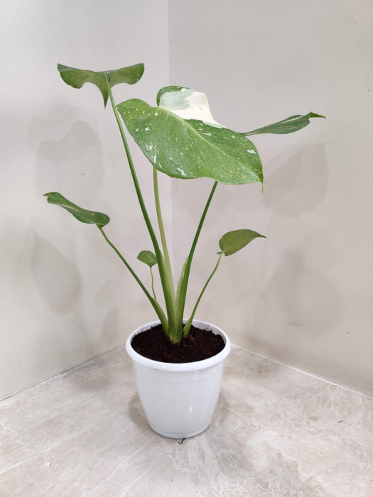 Variegated Monstera Albo plant 