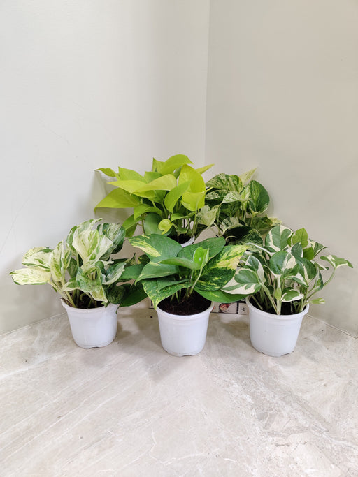 Indoor Variegated Money Plant Quintet in White Pots
