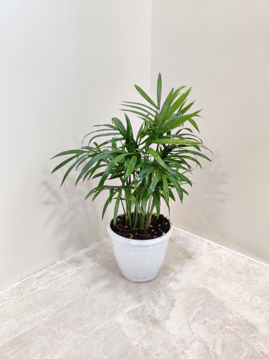 snake-plant-sansevieria-trifasciata-tall-leaves-indoor