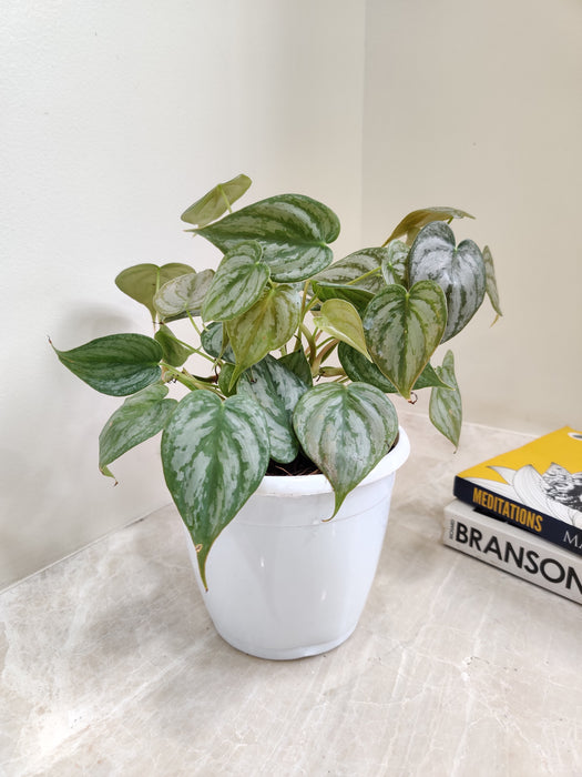 silver-splash-philodendron-leaf-indoor-palnt