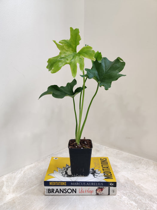 Philodendron Lickety Split for Home