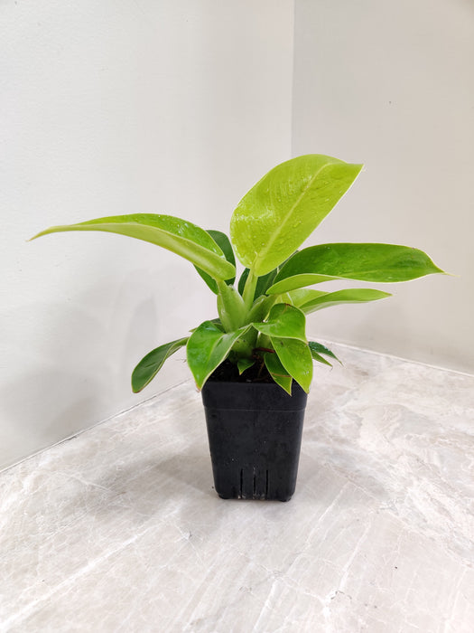 Indoor Philodendron Moonshine with Vibrant Leaves