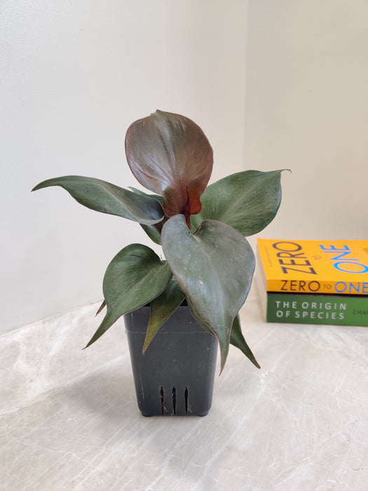 philodendron red apple Buy Philodendron Red Heart Plant Online at Lowest Price – ChhajedGarden.com